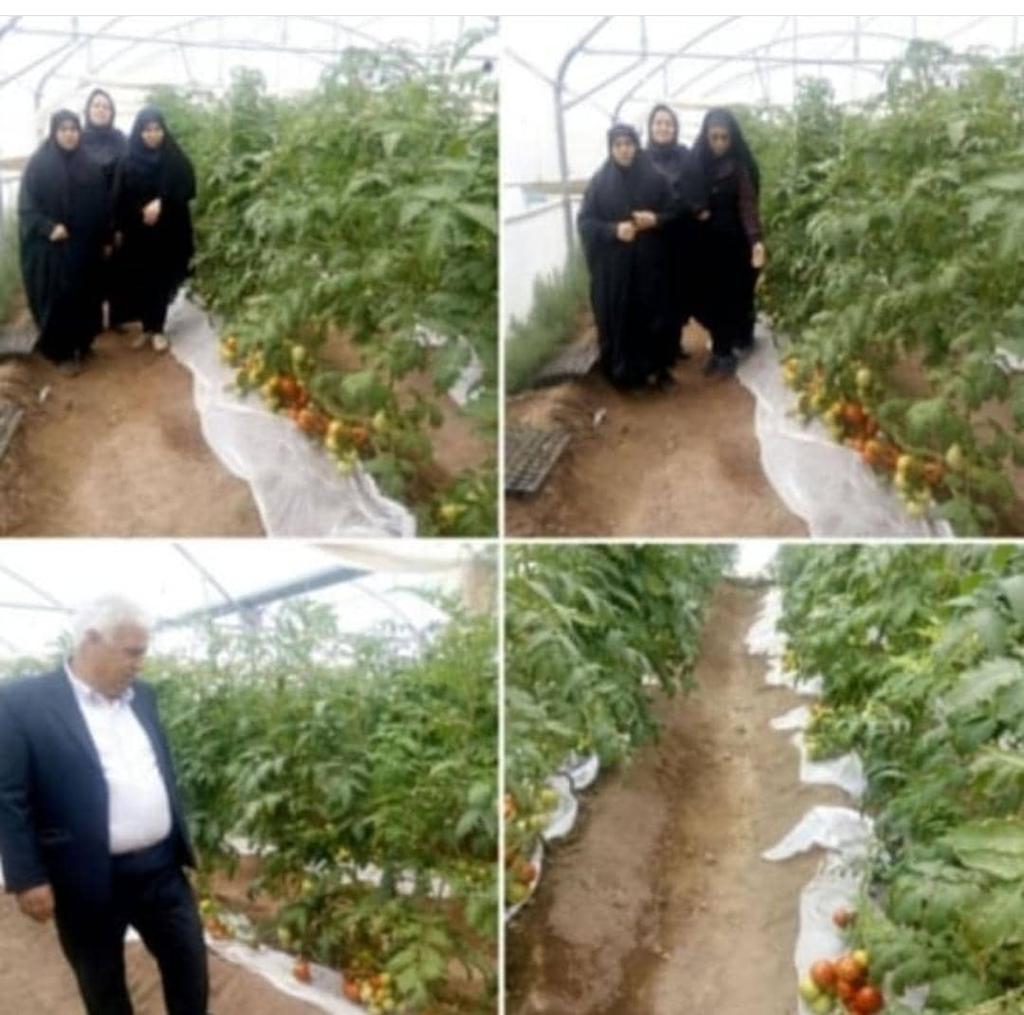 فعالسازی گلخانه تیل 