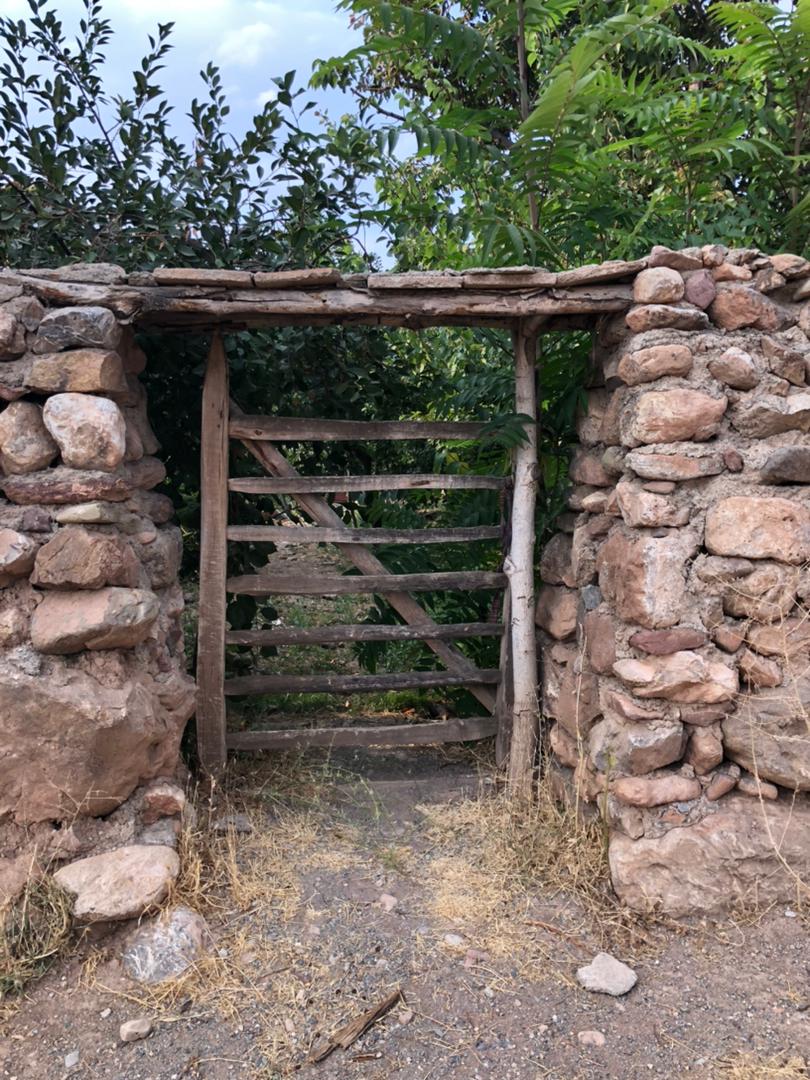 باغات سر سبز و پر محصول تیل 